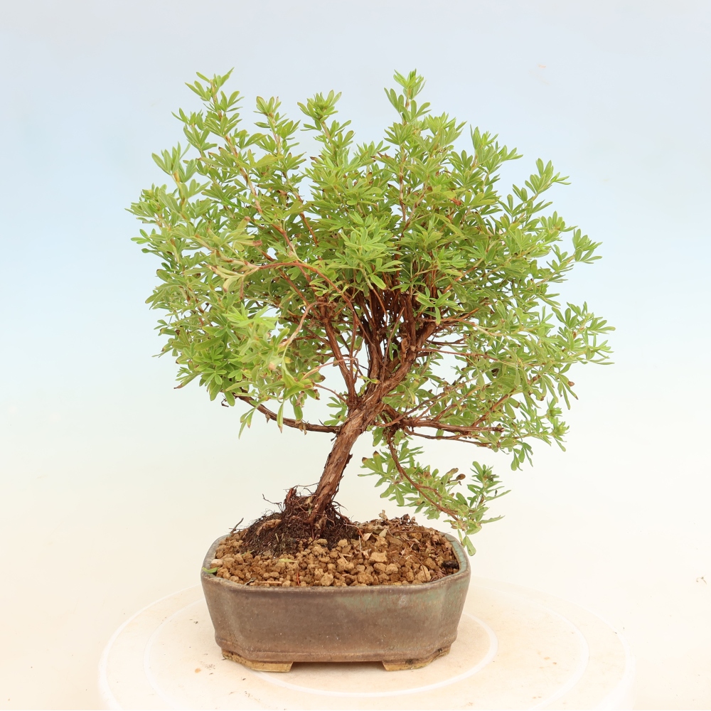 Buitenbonsai – Struikachtige Potentilla – Potentilla fruticosa Bellissima