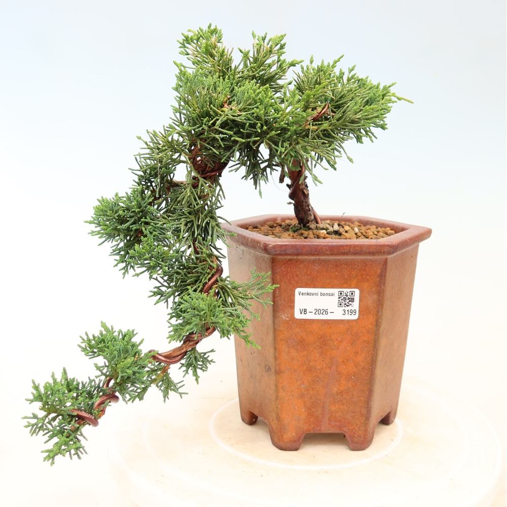 Bonsai voor buiten - Juniperus chinensis Kishu