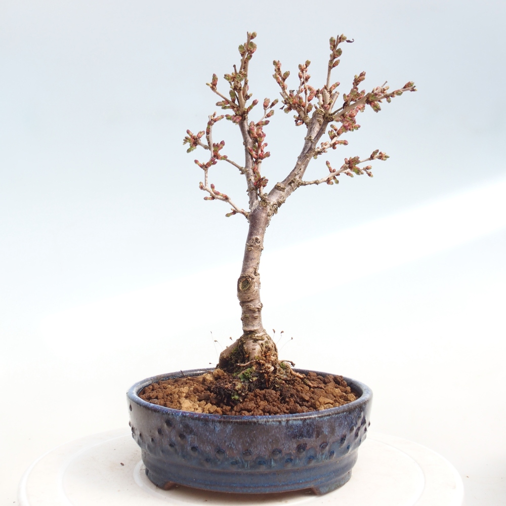 Bonsai voor buiten - Prunus incisa Kojou-no mai-Plivon uitgesneden