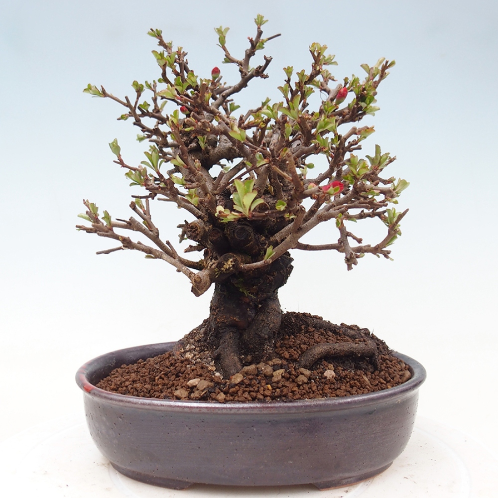 Bonsai voor buiten - Chaneomeles speciosa - Kweepeer