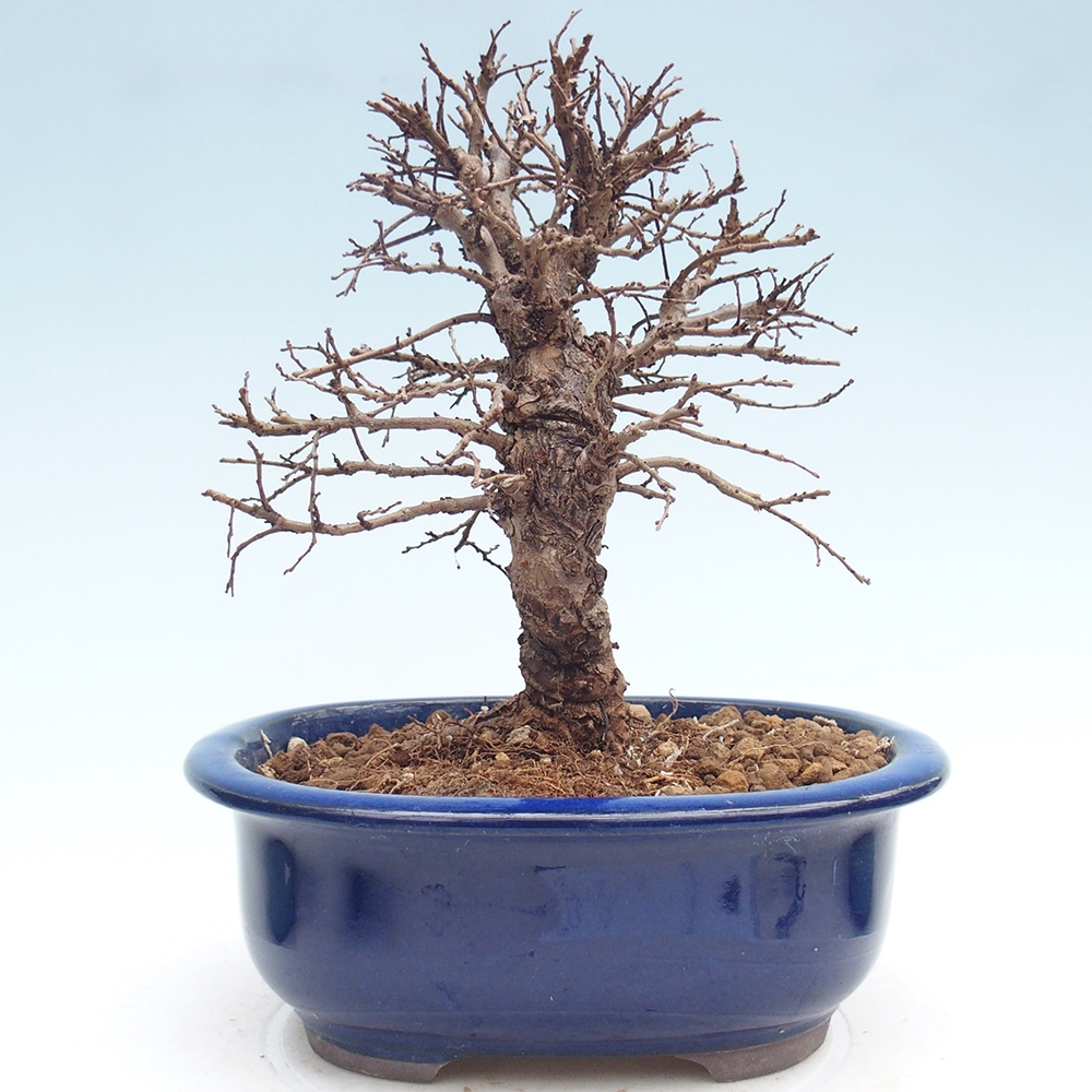 Bonsai voor buiten - Zelkova - Zelkova NIRE