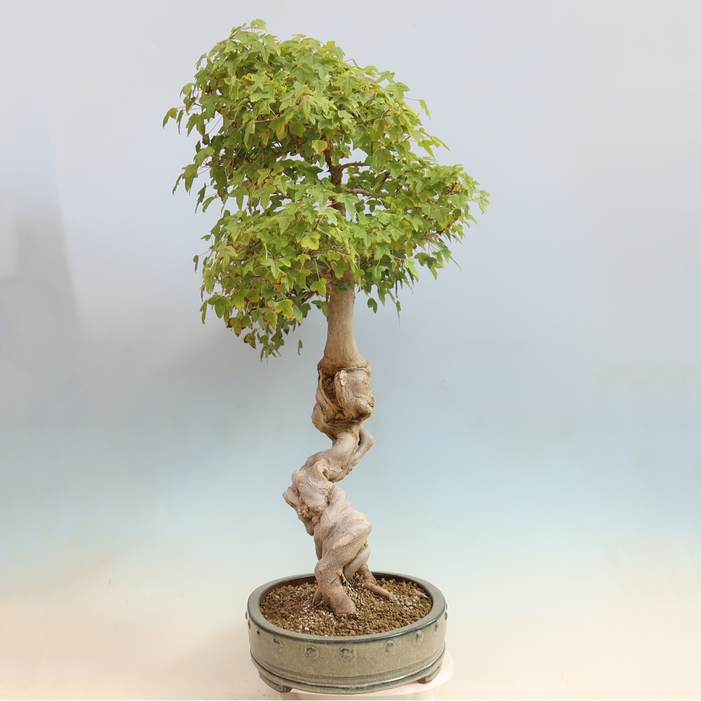 Bonsai voor buiten - Acer Buergerianum - Burgeresdoorn