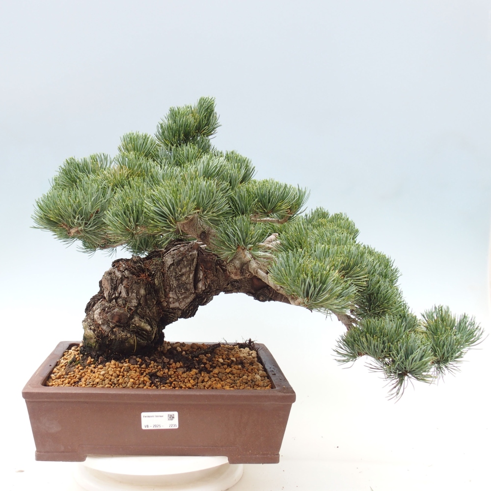 Bonsai voor buiten - Pinus parviflora - Pinus parviflora