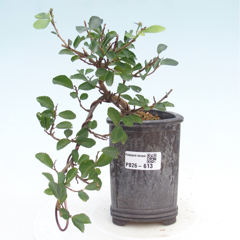 Bonsai - Grewia occidentalis - Lavendel zeester