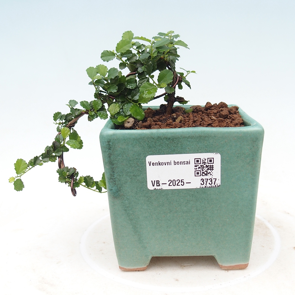 Kamerbonsai - Grewia sp. - Grewia malafolia