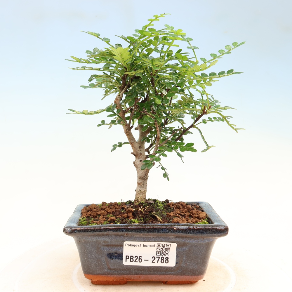 Kamerbonsai - Zantoxylum piperitum - peperboom
