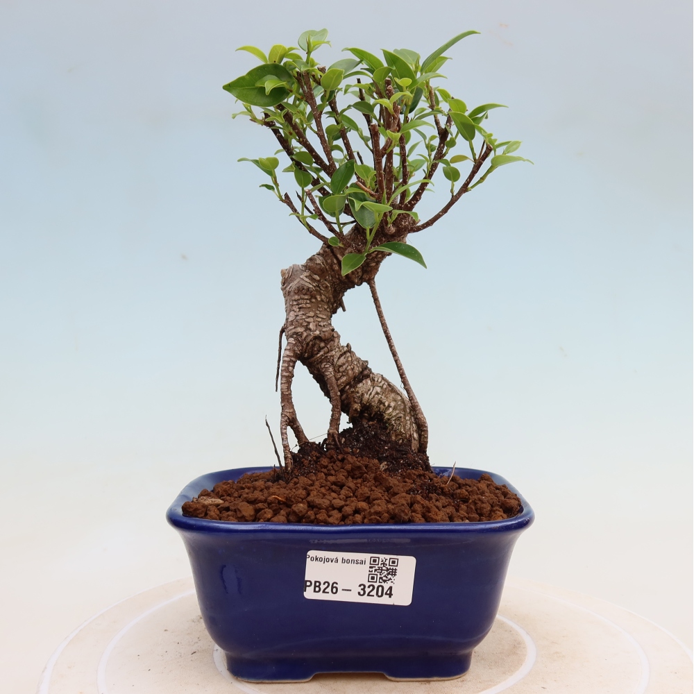 Kamerbonsai - Ficus kimmen - kleinbladige ficus