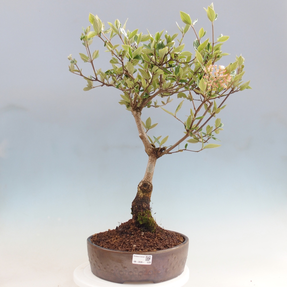 Bonsai voor buiten - Kalina Bodnanská - Viburum carlesii hemsi