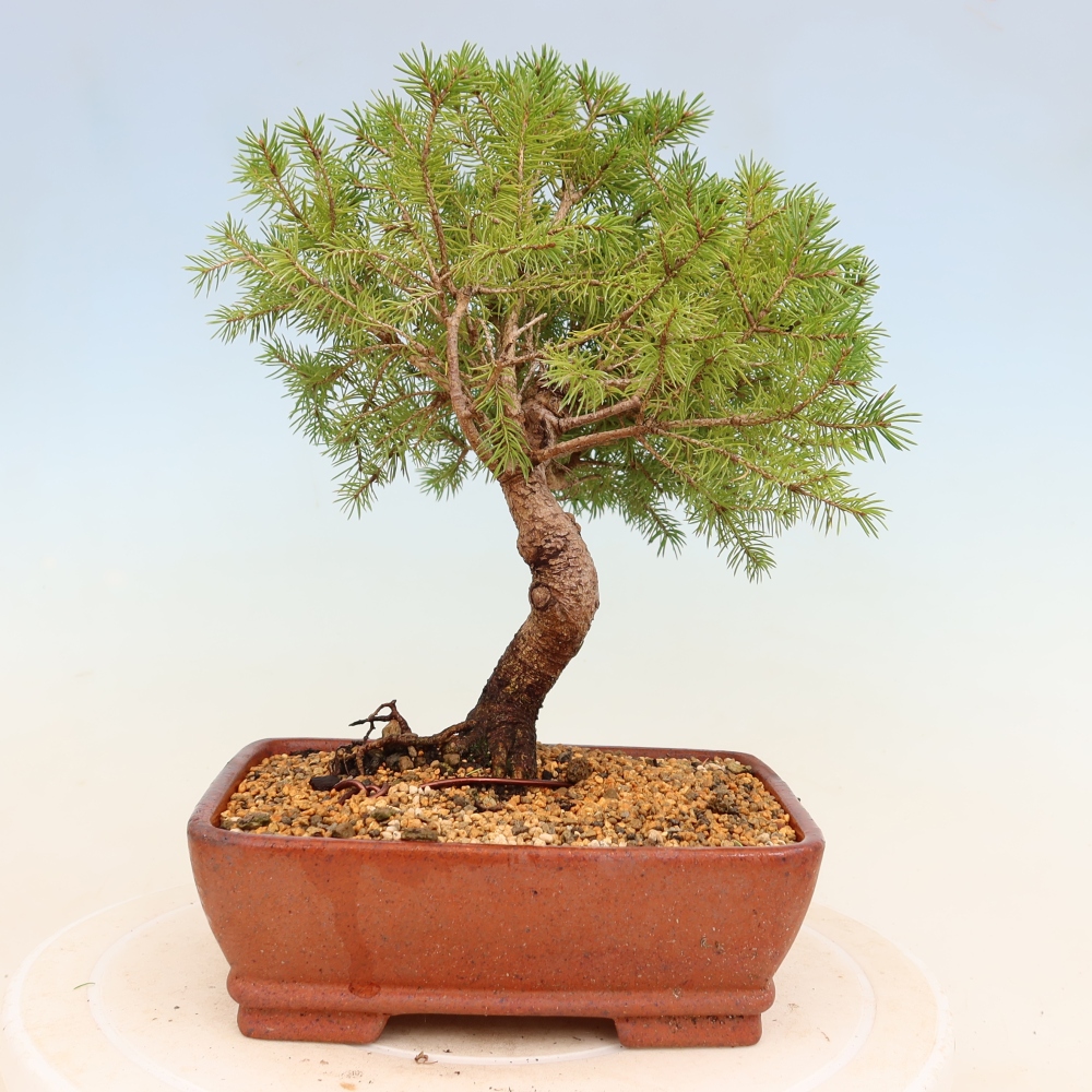 Bonsai voor buiten - Gewone spar - Picea glauca bol