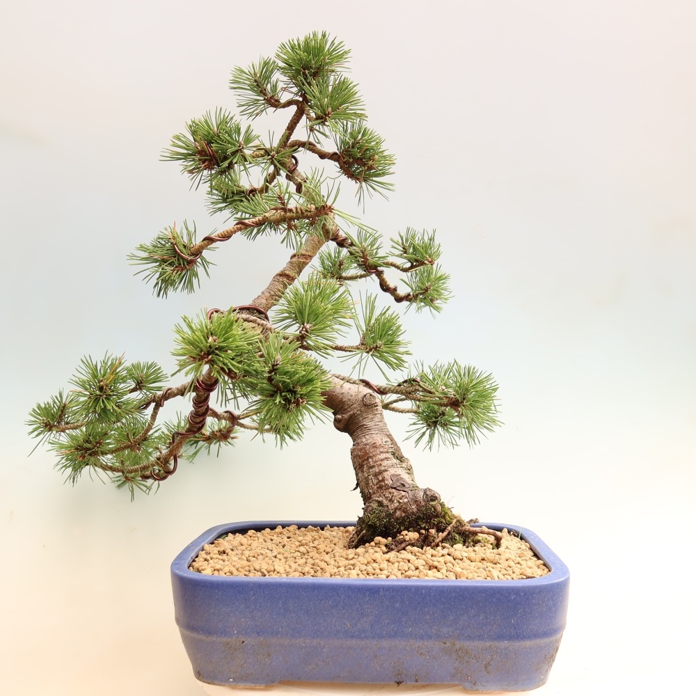 Bonsai voor buiten - Pinus mugo Humpy  - Bergden