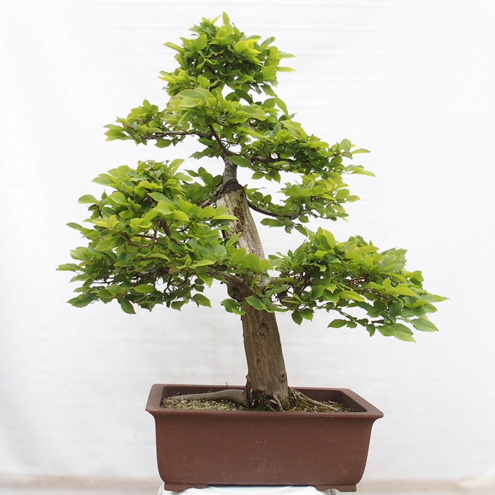 Bonsai voor buiten - Haagbeuk - Carpinus betulus