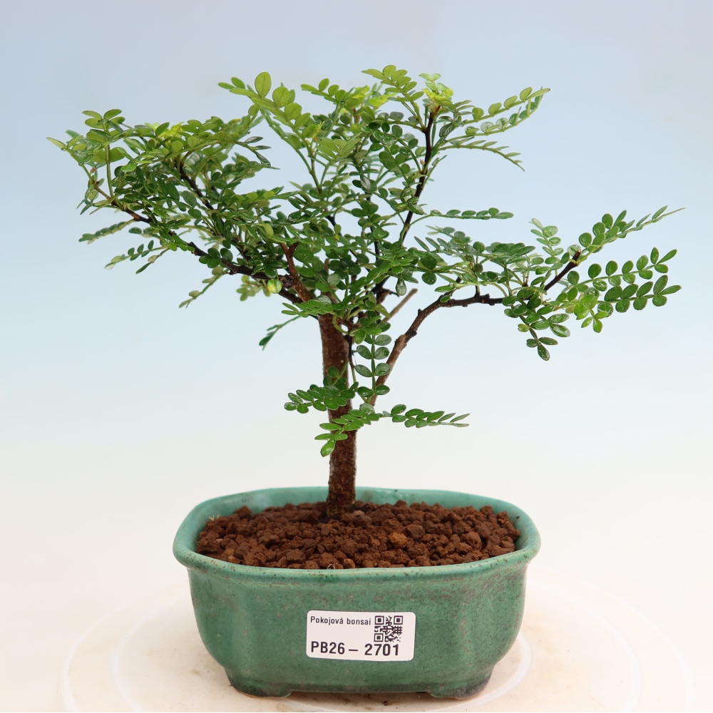 Kamerbonsai - Zantoxylum piperitum - peperboom