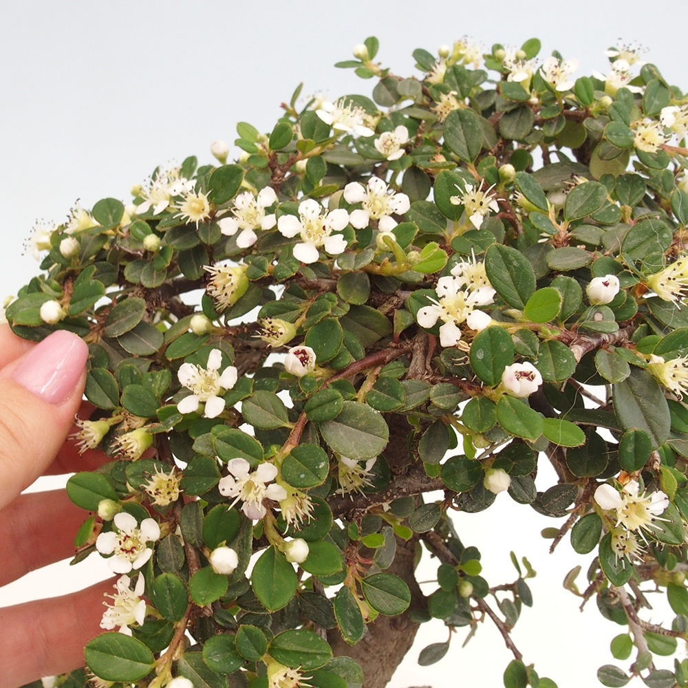 Buitenbonsai-Cotoneaster dammeri - Damer's Rock