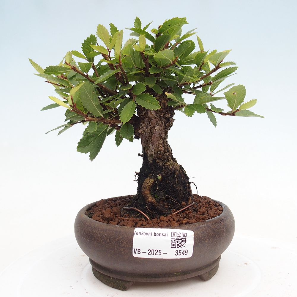Bonsai voor buiten - Zelkova - Zelkova NIRE