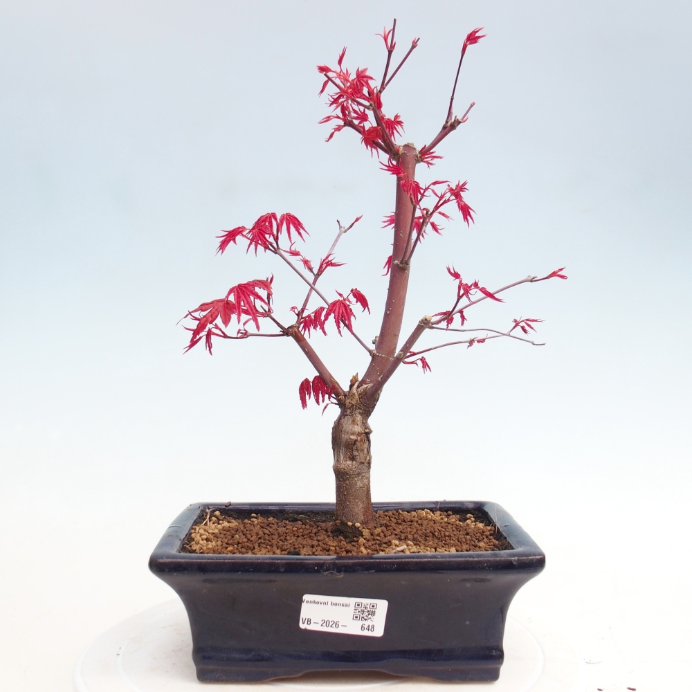Bonsai voor buiten - Acer palmatum DESHOJO
