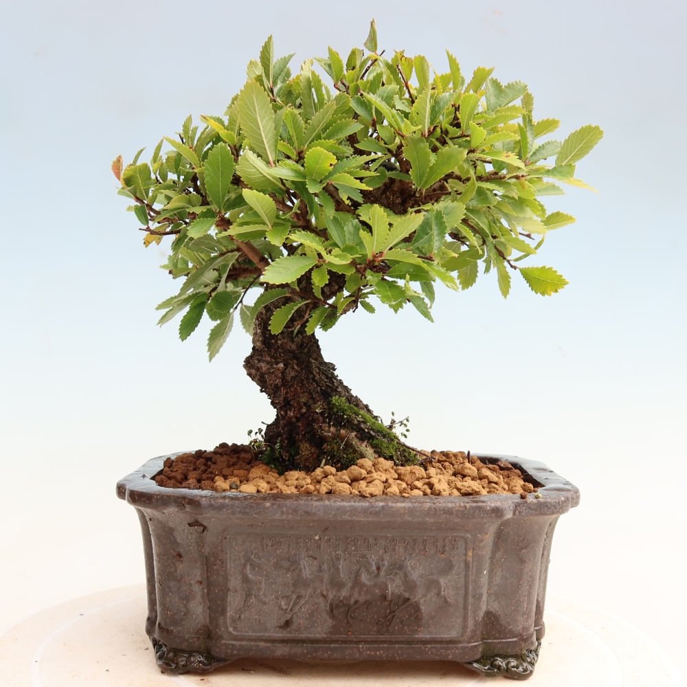 Bonsai voor buiten - Zelkova - Zelkova NIRE