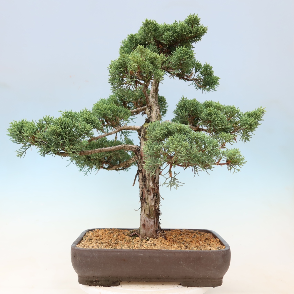 Bonsai voor buiten - Juniperus chinensis Kishu