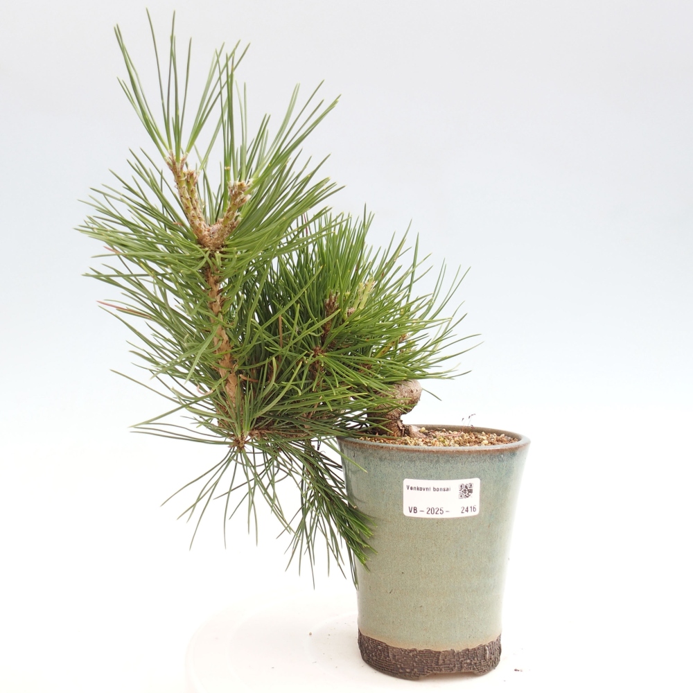 Bonsai voor buiten - Pinus thunbergii - Thunberg den