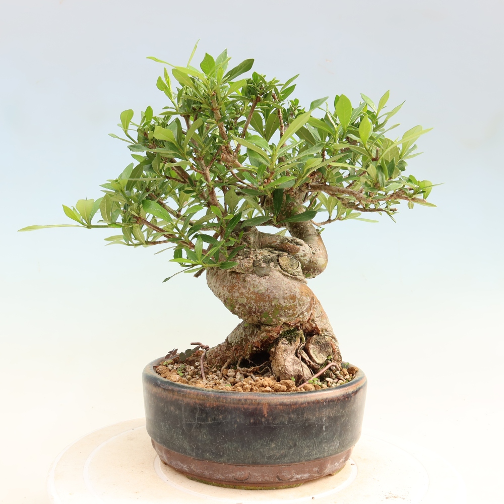 Kamerbonsai - Gardenia jasminoides-Gardenia