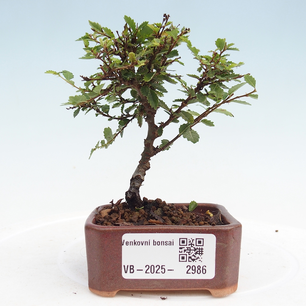 Bonsai voor buiten - Ulmus parvifolia Sagei - Kleinbladige iep