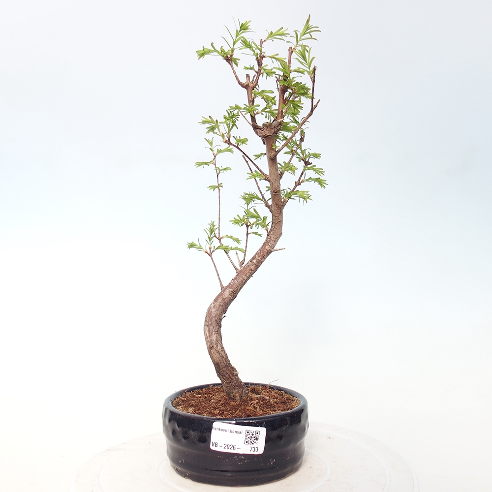 Bonsai voor buiten - Metasequoia glyptostroboides - Chinese Metasequoia