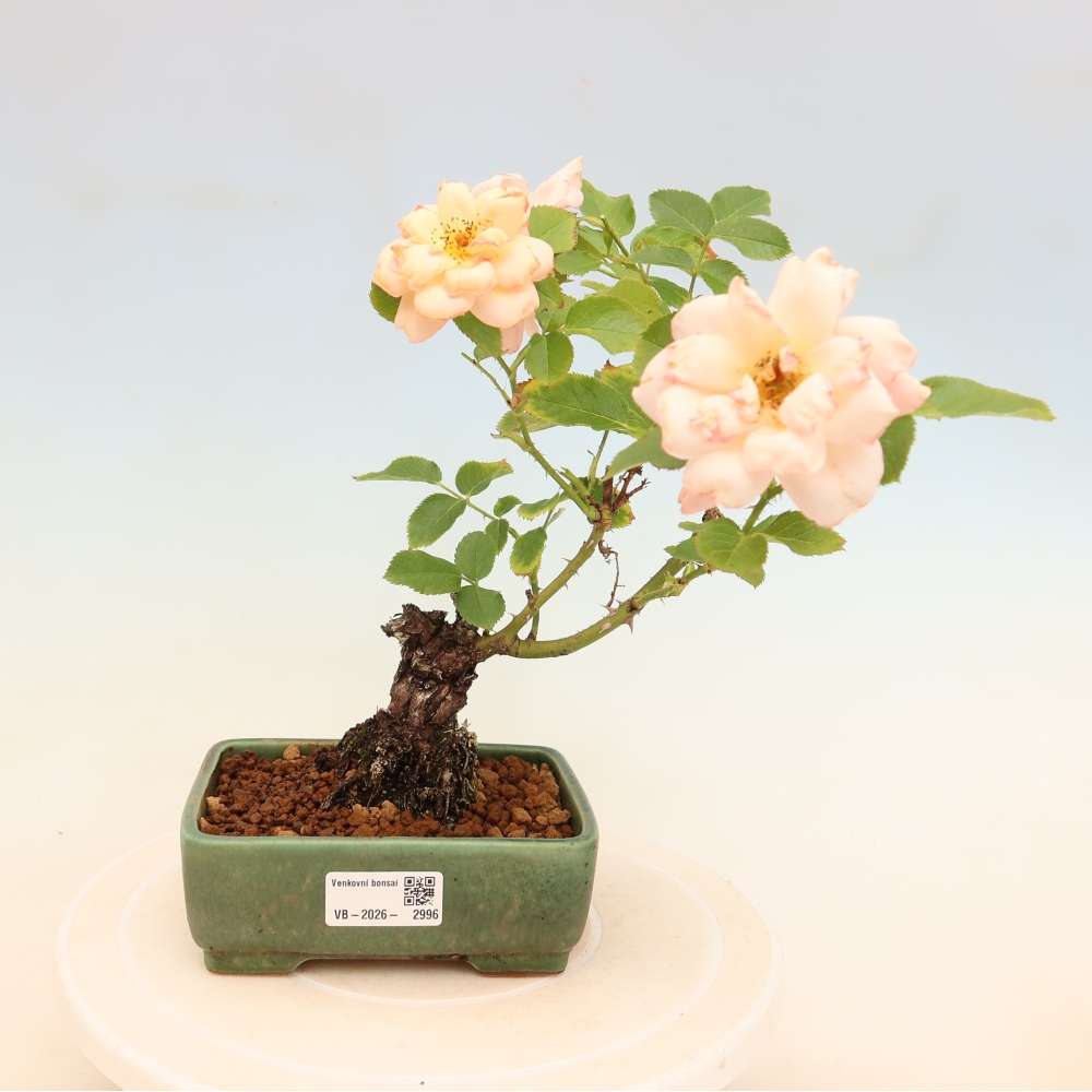 Bonsai voor buiten - Rosa Kordes - roos