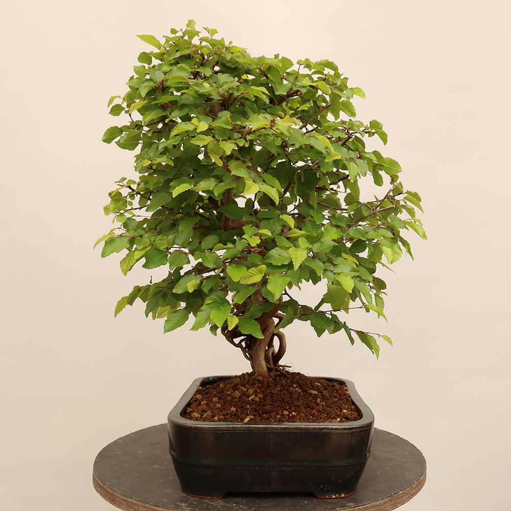 Bonsai voor buiten -Carpinus Coreana - Koreaanse haagbeuk