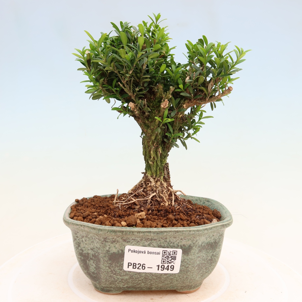Kamerbonsai - Buxus harlandii - kurk buxus