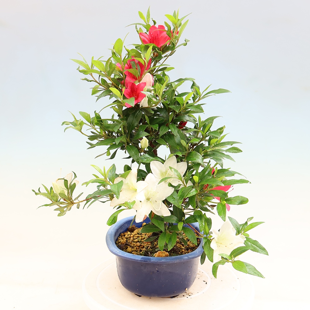 Bonsai voor buiten - Japanse azalea - Azalea CHIHIRO