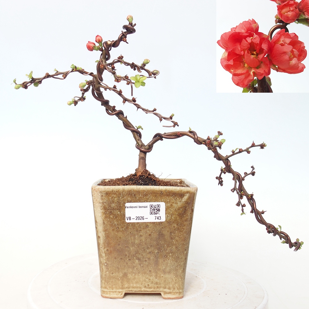 Bonsai voor buiten - Chaneomeles s. Red Joy - Kweepeer