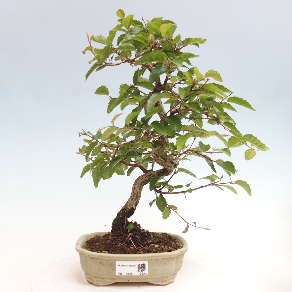 Bonsai voor buiten -Carpinus CARPINOIDES - Koreaanse haagbeuk