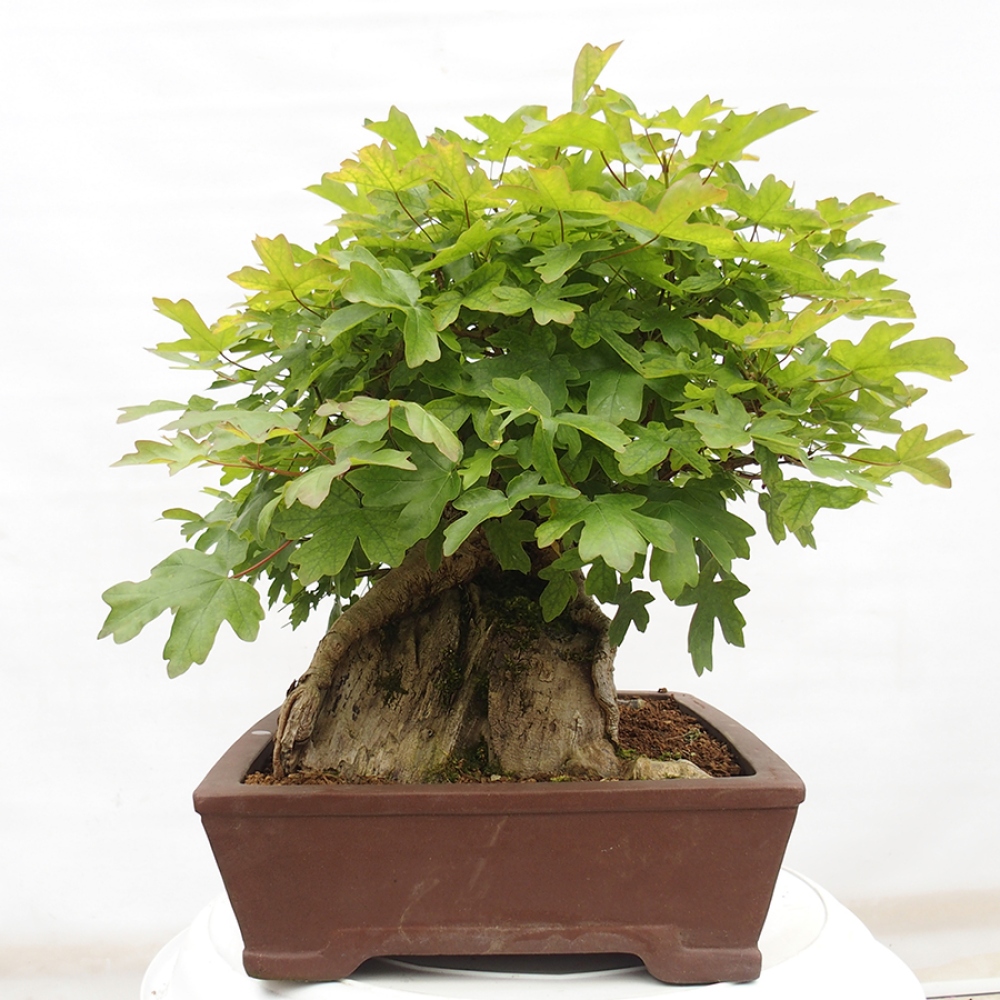 Bonsai voor buiten -Javor babyka - Acer campestre