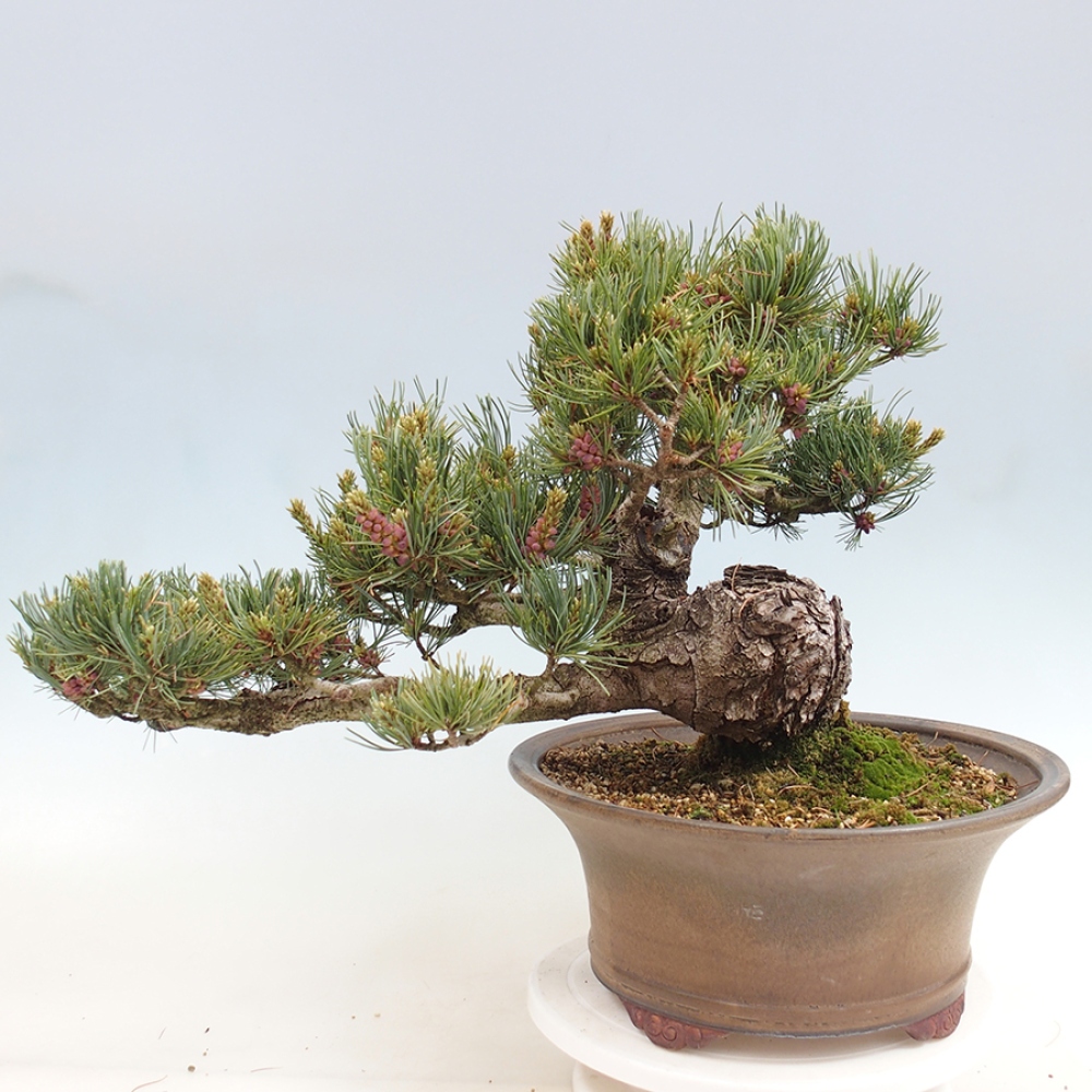 Bonsai voor buiten - Pinus parviflora - Pinus parviflora
