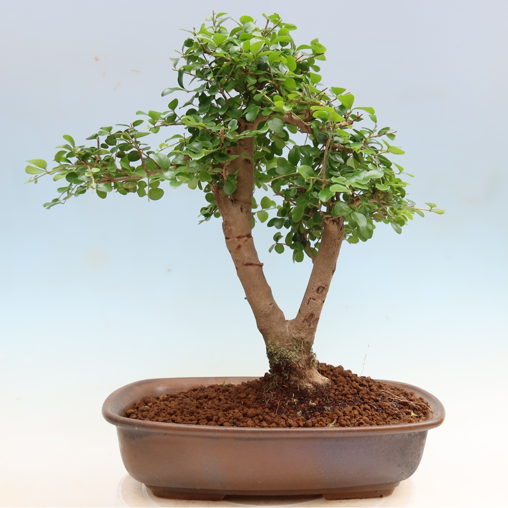 Kamerbonsai -Ligustrum retusa - kleinbladige vogelbek