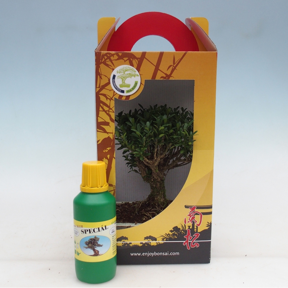 Kamerbonsai in geschenkverpakking Buxus harlandii - kurk buxus