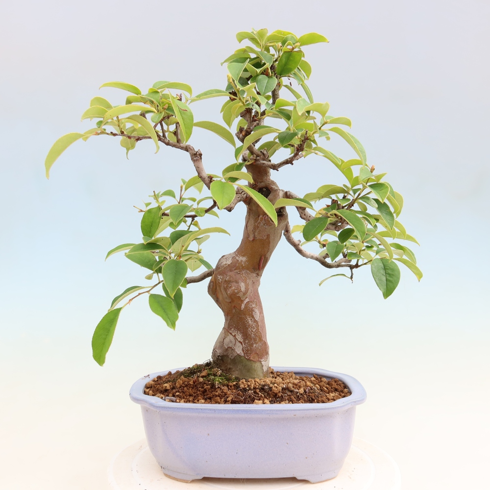 Bonsai voor buiten - Pseudocydonia sinensis - Chinese kweepeer