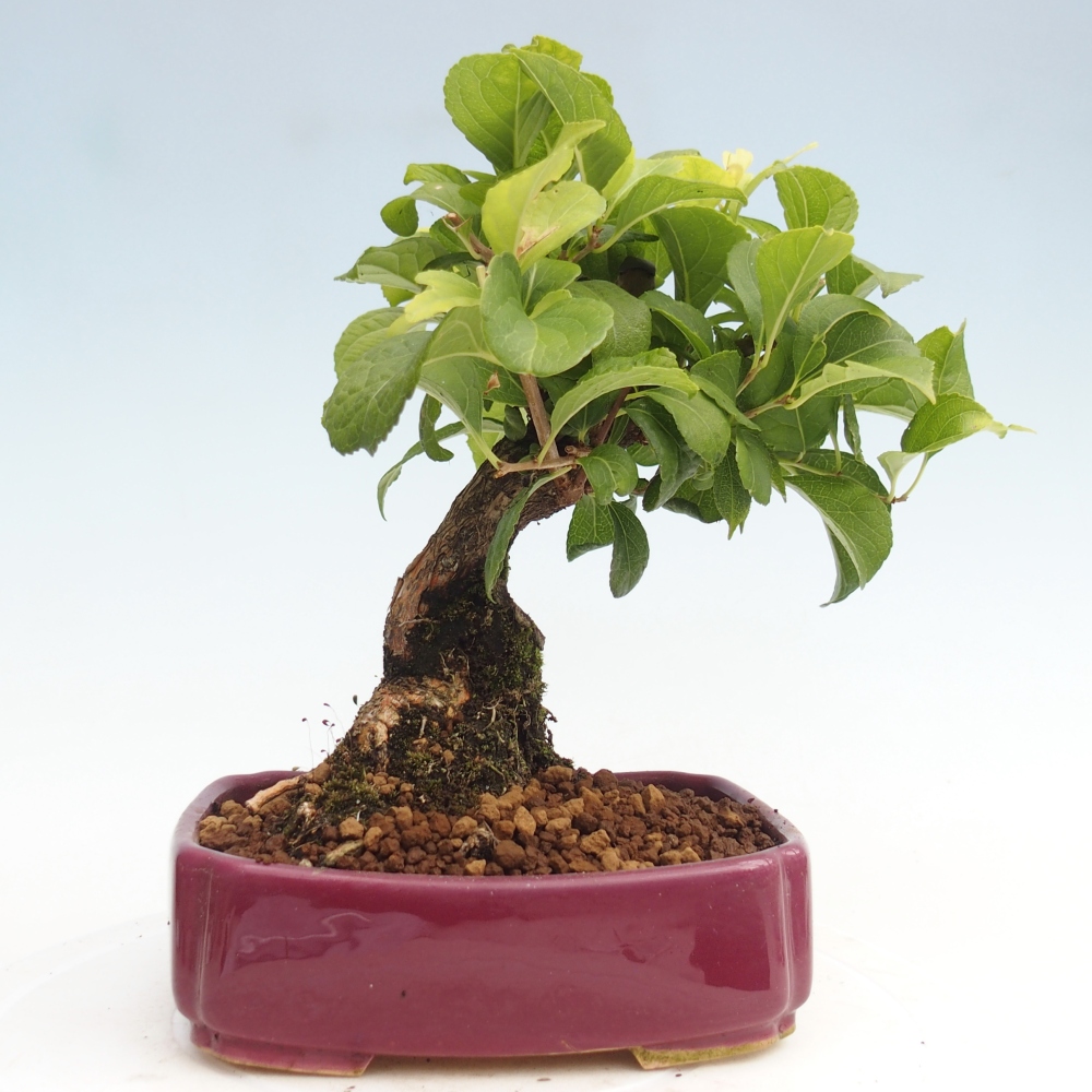 Bonsai voor buiten - Celastrus orbiculatus