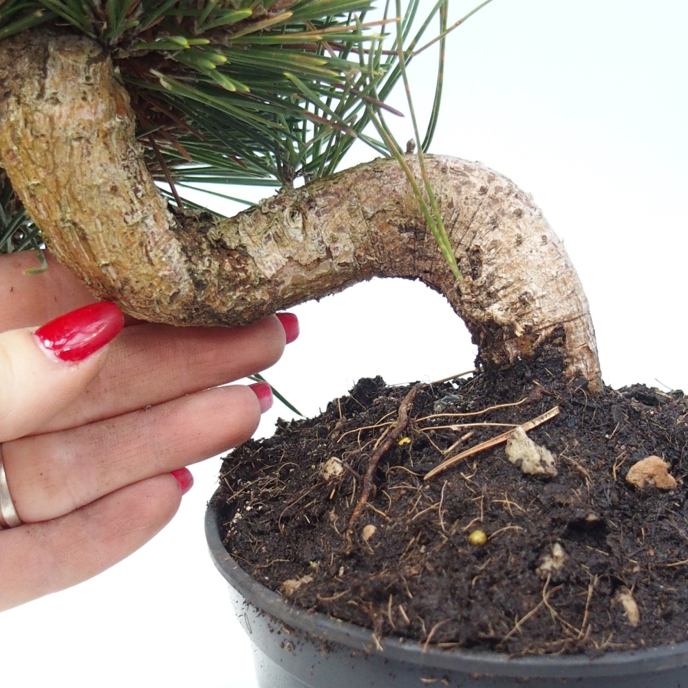 Bonsai voor buiten - Pinus thunbergii senjyumaru - Thunberg den