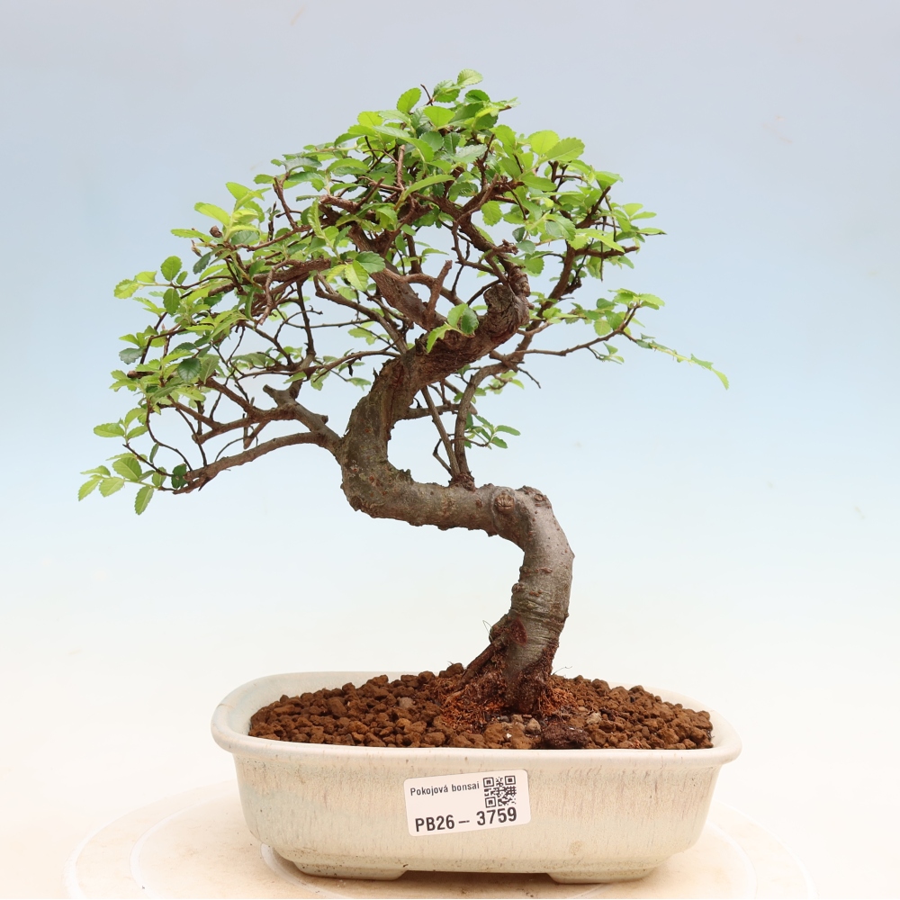 Kamerbonsai - Ulmus parvifolia - Winteriep