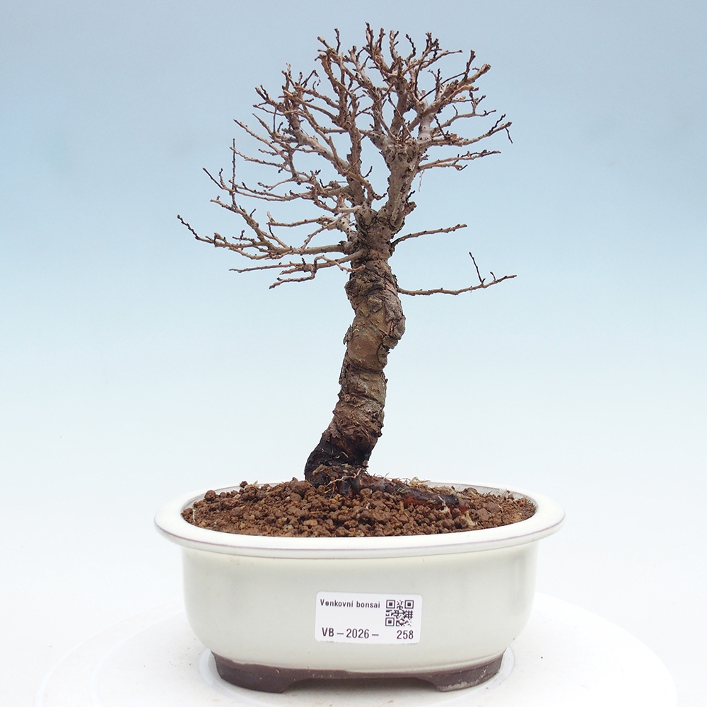 Bonsai voor buiten - Zelkova - Zelkova NIRE