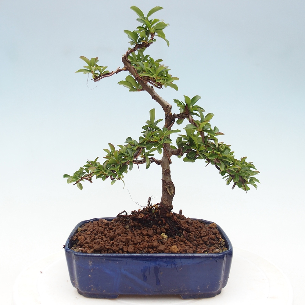 Bonsai-Pyracantha Teton voor buiten -Hlox