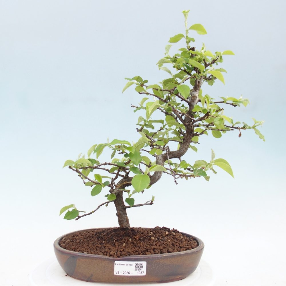 Bonsai voor buiten - Chaneomeles chinensis