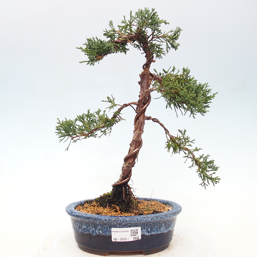 Bonsai voor buiten - Juniperus chinensis Kishu