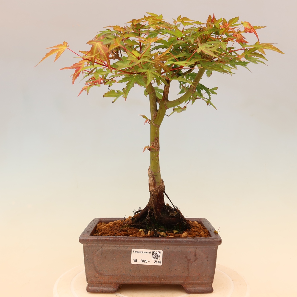Noorse esdoorn - Acer palmatum Beni Tsukasa
