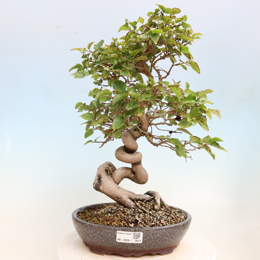 Bonsai voor buiten -Carpinus CARPINOIDES - Koreaanse haagbeuk