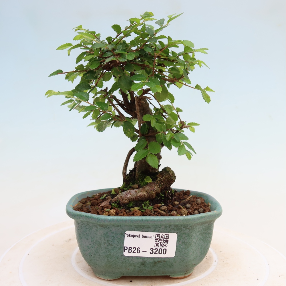 Kamerbonsai - Ulmus parvifolia - Winteriep