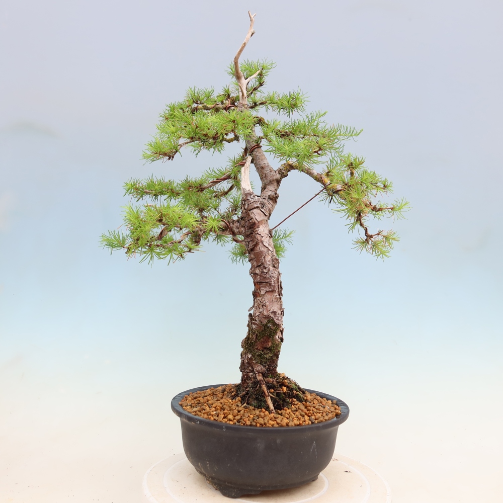 Bonsai voor buiten -Larix decidua - Lariks