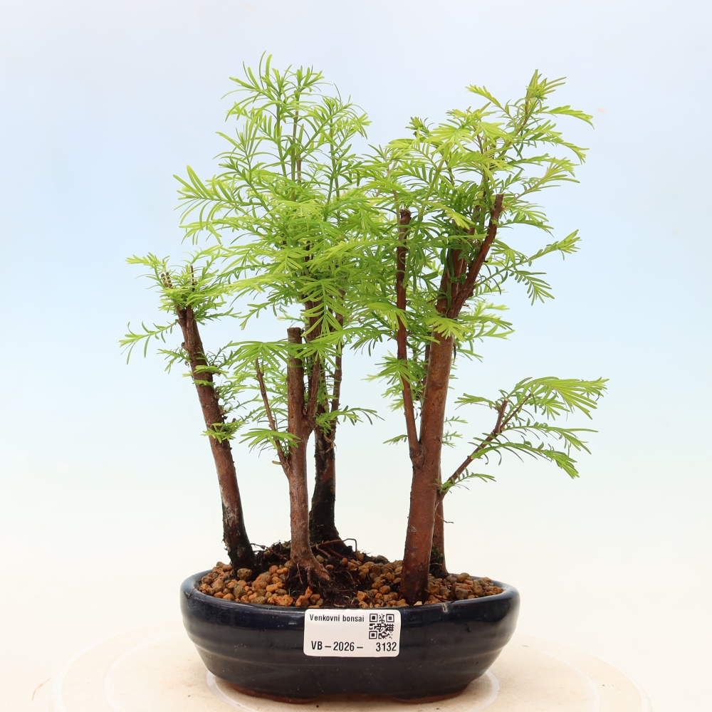 Buitenbonsai - Metasequoia glyptostroboides - Chinese metasequoia - bosje