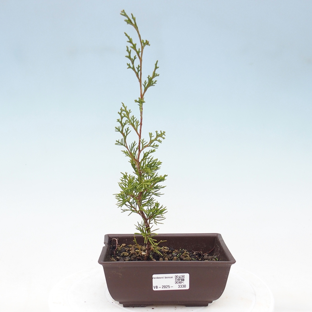Bonsai voor buiten - Juniperus chinensis Itoigawa