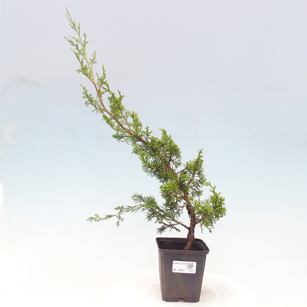 Bonsai voor buiten - Juniperus chinensis Itoigawa